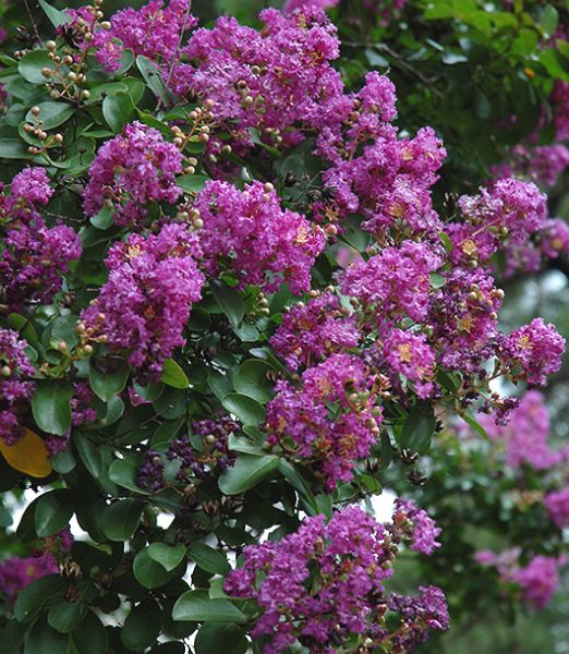Lagerstroemia indica 'Powhatan'